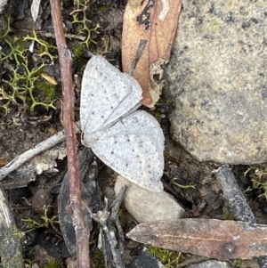 Taxeotis reserata at Mount Jerrabomberra - 23 Oct 2022