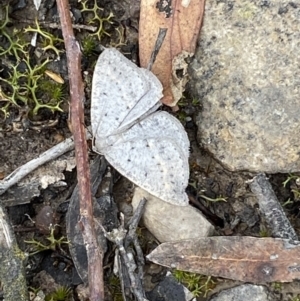 Taxeotis reserata at Mount Jerrabomberra - 23 Oct 2022