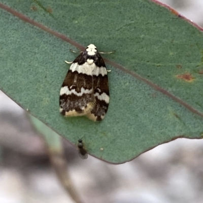 Halone sejuncta (Variable Halone) at Jerrabomberra, NSW - 23 Oct 2022 by Steve_Bok