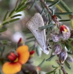 Thalerotricha mylicella (Wingia Group) at Jerrabomberra, NSW - 23 Oct 2022 by SteveBorkowskis
