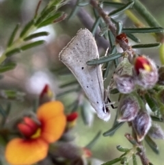 Thalerotricha mylicella (A concealer moth) at Jerrabomberra, NSW - 23 Oct 2022 by Steve_Bok