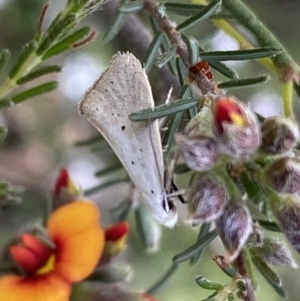 Thalerotricha mylicella at Jerrabomberra, NSW - 23 Oct 2022