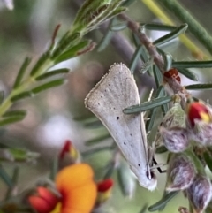 Thalerotricha mylicella at Jerrabomberra, NSW - 23 Oct 2022 04:07 PM