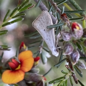 Thalerotricha mylicella at Jerrabomberra, NSW - 23 Oct 2022