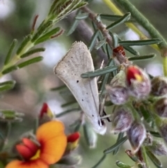 Thalerotricha mylicella at Jerrabomberra, NSW - 23 Oct 2022