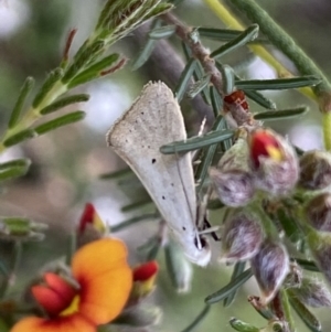 Thalerotricha mylicella at Jerrabomberra, NSW - 23 Oct 2022