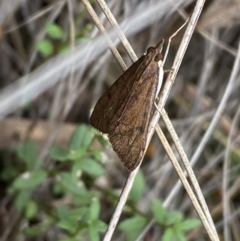 Uresiphita ornithopteralis (Tree Lucerne Moth) at Mount Jerrabomberra - 23 Oct 2022 by SteveBorkowskis