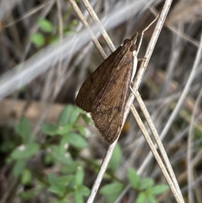 Uresiphita ornithopteralis (Tree Lucerne Moth) at Jerrabomberra, NSW - 23 Oct 2022 by Steve_Bok