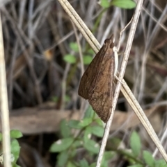 Uresiphita ornithopteralis at Jerrabomberra, NSW - 23 Oct 2022