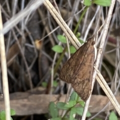 Uresiphita ornithopteralis at Jerrabomberra, NSW - 23 Oct 2022