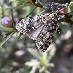 Scoparia syntaracta (A Pyralid moth) at Mount Jerrabomberra - 23 Oct 2022 by SteveBorkowskis