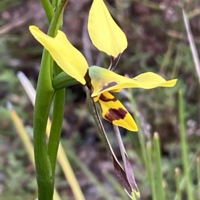 Diuris sulphurea (Tiger Orchid) at Mount Jerrabomberra - 23 Oct 2022 by Steve_Bok