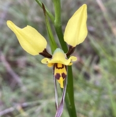 Diuris sulphurea at Jerrabomberra, NSW - 23 Oct 2022