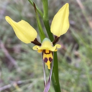 Diuris sulphurea at Jerrabomberra, NSW - 23 Oct 2022