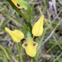 Diuris sulphurea at Jerrabomberra, NSW - 23 Oct 2022