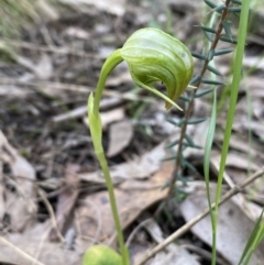 Pterostylis nutans (Nodding Greenhood) at Mount Jerrabomberra - 23 Oct 2022 by Steve_Bok