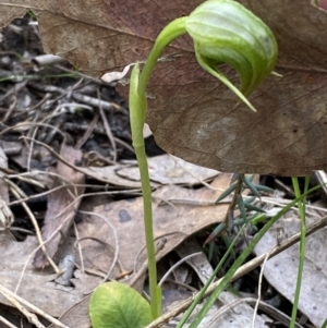 Pterostylis nutans at Jerrabomberra, NSW - 23 Oct 2022