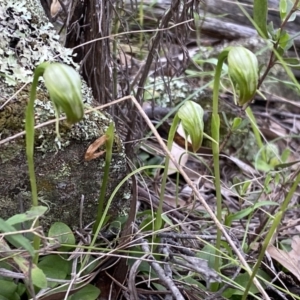 Pterostylis nutans at Jerrabomberra, NSW - 23 Oct 2022