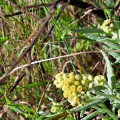 Pseudognaphalium luteoalbum (Jersey Cudweed) at Hackett, ACT - 23 Oct 2022 by abread111