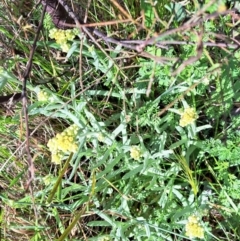 Pseudognaphalium luteoalbum at Hackett, ACT - 23 Oct 2022