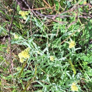 Pseudognaphalium luteoalbum at Hackett, ACT - 23 Oct 2022