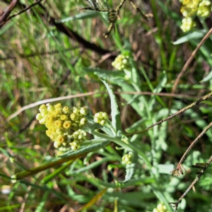 Pseudognaphalium luteoalbum at Hackett, ACT - 23 Oct 2022