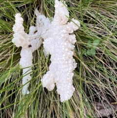 Mucilago crustacea (Dog Sick Slime Mould) at Jerrabomberra, NSW - 23 Oct 2022 by SteveBorkowskis