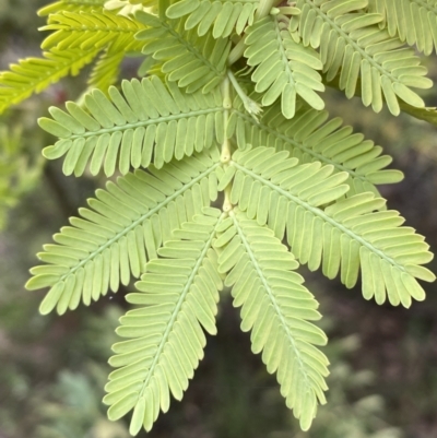 Acacia baileyana (Cootamundra Wattle, Golden Mimosa) at Jerrabomberra, NSW - 23 Oct 2022 by Steve_Bok