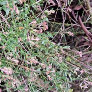 Gonocarpus tetragynus at Hackett, ACT - 23 Oct 2022 04:55 PM