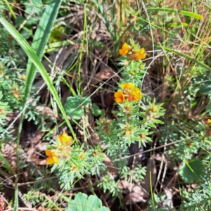 Pultenaea subspicata at Hackett, ACT - 23 Oct 2022 04:59 PM