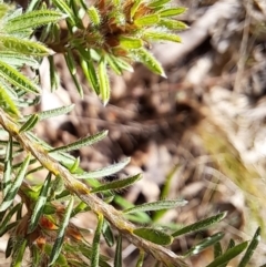 Pultenaea subspicata at Hackett, ACT - 23 Oct 2022 04:59 PM