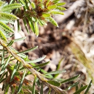 Pultenaea subspicata at Hackett, ACT - 23 Oct 2022