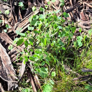 Celtis australis at Hackett, ACT - 23 Oct 2022