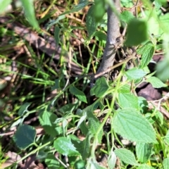 Celtis australis at Hackett, ACT - 23 Oct 2022