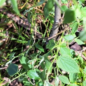 Celtis australis at Hackett, ACT - 23 Oct 2022