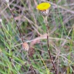 Leptorhynchos squamatus (Scaly Buttons) at Hackett, ACT - 23 Oct 2022 by abread111