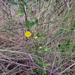 Hibbertia obtusifolia (Grey Guinea-flower) at Hackett, ACT - 23 Oct 2022 by abread111