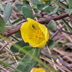 Hibbertia obtusifolia at Hackett, ACT - 23 Oct 2022 05:13 PM