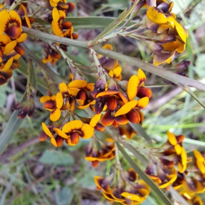 Daviesia leptophylla (Slender Bitter Pea) at Hackett, ACT - 23 Oct 2022 by abread111