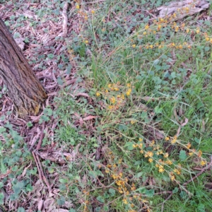 Daviesia leptophylla at Hackett, ACT - 23 Oct 2022 05:15 PM