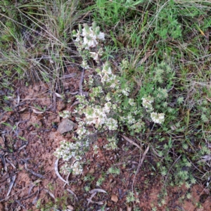 Brachyloma daphnoides at Hackett, ACT - 23 Oct 2022