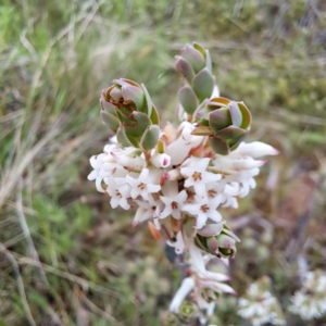 Brachyloma daphnoides at Hackett, ACT - 23 Oct 2022