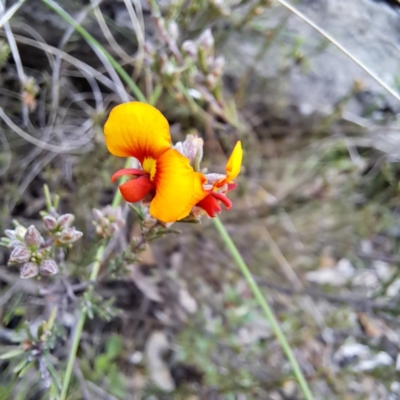 Dillwynia sericea (Egg And Bacon Peas) at Hackett, ACT - 23 Oct 2022 by abread111