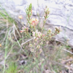 Dillwynia sericea at Hackett, ACT - 23 Oct 2022