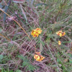 Dillwynia sericea at Hackett, ACT - 23 Oct 2022