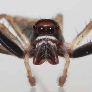 Helpis sp. (genus) at Evatt, ACT - 16 Oct 2022