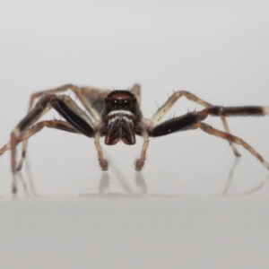 Helpis sp. (genus) at Evatt, ACT - 16 Oct 2022