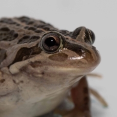 Limnodynastes tasmaniensis (Spotted Grass Frog) at Jerrabomberra, NSW - 22 Oct 2022 by MarkT