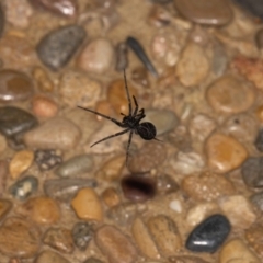 Badumna (genus) (Lattice-web spider) at Jerrabomberra, NSW - 22 Oct 2022 by MarkT