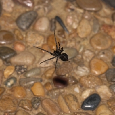 Badumna (genus) (Lattice-web spider) at Jerrabomberra, NSW - 22 Oct 2022 by MarkT